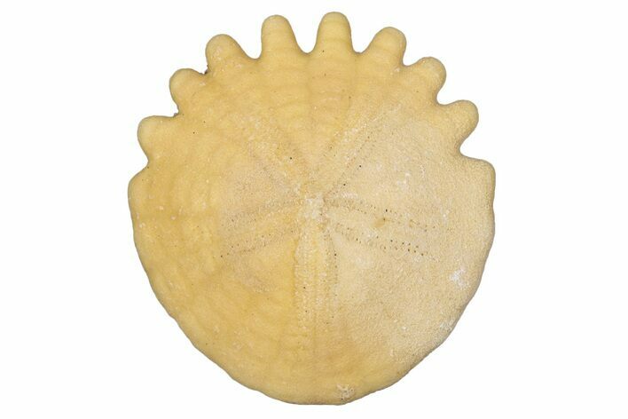 Fossil Sand Dollar (Heliophora) - Boujdour Province, Morocco #347886